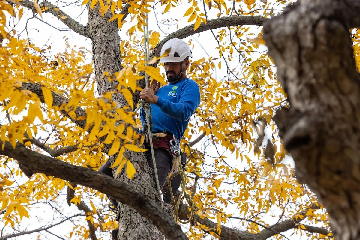 Skilled Tree Pruning crew working in Linwood